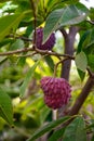 Ripe rare hybrid tropical fruit Red Israel Atemoya growing on tree Royalty Free Stock Photo