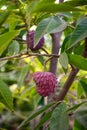 Ripe rare hybrid tropical fruit Red Israel Atemoya growing on tree Royalty Free Stock Photo
