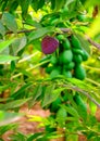 Ripe rare hybrid tropical fruit Red Israel Atemoya growing on tree Royalty Free Stock Photo