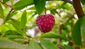 Ripe rare hybrid tropical fruit Red Israel Atemoya growing on tree Royalty Free Stock Photo