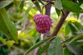 Ripe rare hybrid tropical fruit Red Israel Atemoya growing on tree Royalty Free Stock Photo