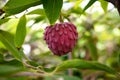 Ripe rare hybrid tropical fruit Red Israel Atemoya growing on tree Royalty Free Stock Photo