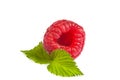 Ripe rasberry with green leaf isolated over white. Close up macro shot Royalty Free Stock Photo