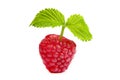 Ripe rasberry with green leaf isolated over white. Close up macro shot Royalty Free Stock Photo