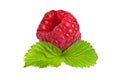 Ripe rasberry with green leaf isolated over white. Close up macro shot Royalty Free Stock Photo