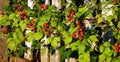 Ripe raspberries Royalty Free Stock Photo