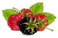 Ripe raspberries and blackberry (dewberry) with gr Royalty Free Stock Photo