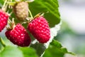 Ripe raspberries on a branch in the garden on a blurred green background Royalty Free Stock Photo