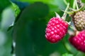 Ripe raspberries on a branch in the garden on a blurred green background Royalty Free Stock Photo