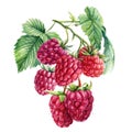 Ripe raspberries on a branch, isolated white background. Watercolor botanical illustration Royalty Free Stock Photo