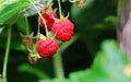 Ripe raspberries on a Bush fresh organic berries