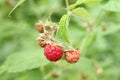 Ripe raspberries on a cane against green leaves