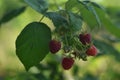 Ripe raspberries in the garden Royalty Free Stock Photo