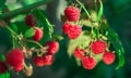 Ripe raspberries in garden. Red sweet berries on raspberry bush Royalty Free Stock Photo