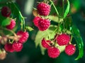 Ripe raspberries in garden. Red sweet berries on raspberry bush