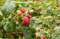 Ripe raspberries growing on a branch