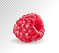 Ripe raspberries isolated on transparent background. Quality realistic vector. 3d illustraton