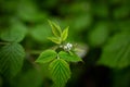 Ripe raspberries. Leaves in a blurred background. Agriculture, agronomy, gardening, berries