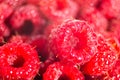 Ripe raspberries macro wallpaper. Selective focus fruit pattern background. Many sweet red berry harvest