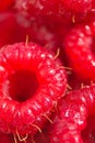 Ripe raspberries macro wallpaper. Selective focus fruit pattern background. Many sweet red berry harvest