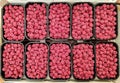 Ripe raspberries packed for sale in plastic containers on a farmers market counter Royalty Free Stock Photo