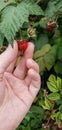 Ripe raspberries. Raspberry Bush. Vegetable garden. Jam