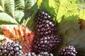 ripe raspberries, ready for tasting in the garden Royalty Free Stock Photo