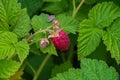 Ripe raspberries. Red sweet berries growing on raspberry bush in fruit garden. Raspberries closeup. Royalty Free Stock Photo