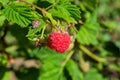 Ripe raspberries. Red sweet berries growing on raspberry bush in fruit garden. Raspberries closeup. Royalty Free Stock Photo