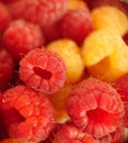 Ripe raspberries of red and yellow color Royalty Free Stock Photo