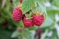 Ripe raspberries