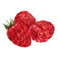 Ripe raspberries, three berries