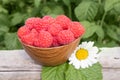 Ripe raspberries in a wooden plate on a background of foliage.