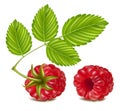 Ripe raspberry. Royalty Free Stock Photo