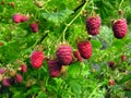 Ripe raspberry