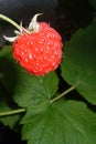 Ripe Raspberry