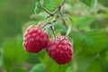 Ripe raspberry 2 Royalty Free Stock Photo