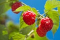 Ripe raspberry Royalty Free Stock Photo