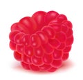 Ripe raspberry