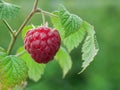 Ripe raspberry 4b