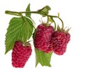 Ripe Raspberry berries with green leaf. Healthy food fresh fruit, isolated on white background Royalty Free Stock Photo