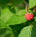 Ripe raspberry on a branch Royalty Free Stock Photo