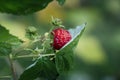 Ripe raspberry on the branch in the garden. Fresh raspberry bush