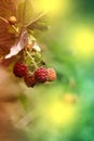 Ripe raspberry on the branch in the garden. Fresh raspberry bush. Juicy red berries. Delicious and healthy food