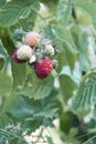 Ripe raspberry on the branch in the garden. Fresh raspberry bush