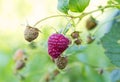 Ripe raspberry branch