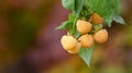 autumn yellow raspberry on a branch on a sunny day