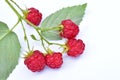 Ripe raspberry branch on white. Royalty Free Stock Photo