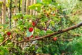 Ripe and dry overripe raspberries on the branches of a raspberry bush in the garden on the background of an old picket fence, rura Royalty Free Stock Photo