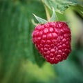 Ripe raspberry